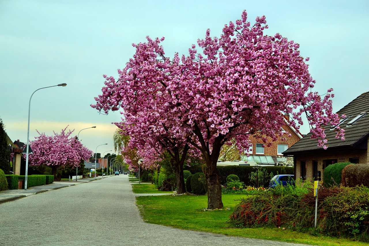 Plymouth Michigan Ahmed Almawri Real Estate